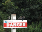 SX30223 Cormorants (Phalacrocorax Carbo) Danger.jpg